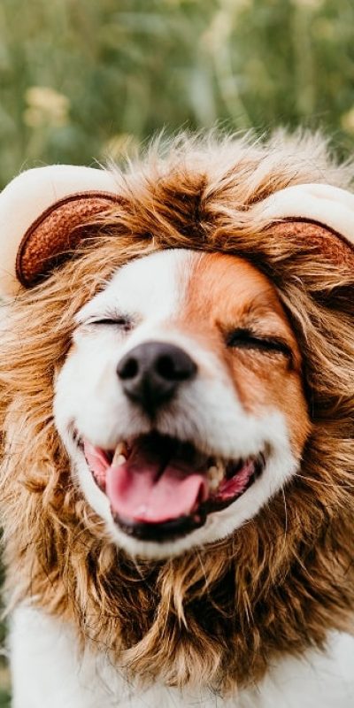 cute-jack-russell-dog-wearing-lion-costume-on-head-2022-02-01-21-17-46-utc-min.jpg